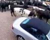 200 cows bring chaos to a Cheshire cul-de-sac after escaping from a farm three ...