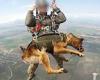 It's gonna be a ruff landing! Russia's dogtroopers undergo parachute training ...