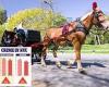 NYC man goes on rampage against carriage horses in Central Park as violent ...