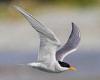 New Zealand Black-fronted Tern spotted by Australian birdwatchers in Newcastle ...