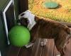 Persistent pooch tries to squeeze his favourite ball through tiny dog door for ...
