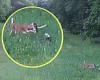 Bambi to the rescue! Moment deer races in to save rabbit being attacked by a ...