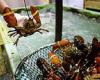Ministers could ban lobsters from being boiled alive
