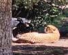 Zoo-goers shocked to see brave dog barking and wagging its tail at a giant ...