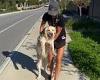 Perth woman carries her golden retriever after the stubborn pooch refused to ...