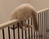 Hilarious moment cat tries chasing its own tail while balancing on a railing in ...