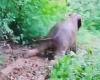 Elephant calf uses a muddy Chinese rain forest floor as a makeshift slip 'n ...