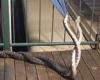 Incredible moment a couple wake up to find two snakes fighting outside their ...
