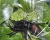 Queensland man finds finds live spider in fresh baby spinach bought from ...