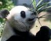 Giant pandas are NO LONGER endangered, China says