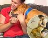 Woman scrolling shelter website for dog to adopt spots pit bull she lost two ...