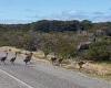 Adorable footage of a mob of baby emus crossing the road in a South Australian ...