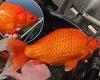 Goldfish the size of FOOTBALLS take over Minnesota lake