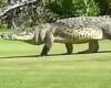 Now THAT's crazy golf: Moment 15ft crocodile strolls across fairway in front of ...