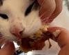 Whisker lickin' good! Growling cat refuses to give up his KFC chicken wing ...
