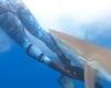 Spearfishers film shark attack off the coast of Dirk Hartog Island in Western ...