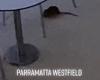 Covid-19 Australia: Gigantic rat spotted in food court of eerily empty ...