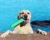 Moment 39 dogs splash into swimming pool to cool off in a hot summer day at ...