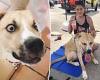 Foster mom creates funny website for energetic dog named Hank to find his ...