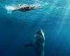 Shark attacks are rebranded as 'negative encounters' in Australia