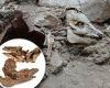 2,700-year-old pig skeleton found home in Jerusalem suggests some ancient Jews ...