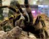 Health: Scientists are developing a new type of pain medication from TARANTULA ...