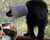 Moment wildlife officer helps remove a bucket that was stuck on the head of a ...