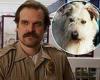 David Harbour hated the Stranger Things dog Chester so much he asked for it to ...