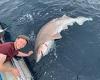 British fishermen catch FOURTEEN monster sharks in one day in European record ...