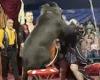 Performing bear goes wild at Russian circus to attack female trainer in front ...