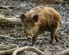 Climate change: Wild PIGS release some 4.9 million metric tonnes of carbon ...