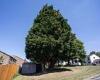 Locals blasted Bristol City Council's decision to chop down 70ft trees after ...