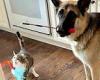 German shepherd fetches toy for cat and then patiently holds it up for her to ...
