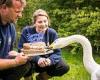 Britain's oldest swan Pickles dies at 30 years old