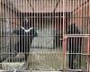 Horrific images reveal the conditions of defunct bear bile farms in South Korea