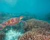 Great Barrier Reef avoids UNESCO 'in danger' tag after Australian government ...