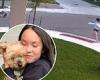 Brave Yorkshire Terrier, Macy, protects her 10-year-old owner by fighting off ...