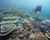 UNESCO determines the Great Barrier Reef is NOT in danger despite 60% of it hit ...