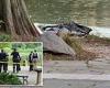 Dead body found in Central Park in same spot where body was found last year
