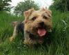 Hampshire family's dog dies after swallowing fish hook when they were on ...