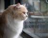 Cats are more susceptible to coronavirus infection than dogs