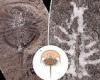 310-million-year-old horseshoe crab brain is very similar to modern-day ...