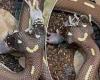 Two-headed snake named Ben and Jerry gruesomely eat a pair of mice at the same ...