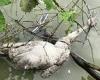 RSPCA shares harrowing images of baby swan killed after becoming tangled in ...