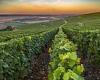 Champagne vines given room to grow as rule demanding distance between plants is ...