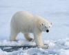 Polar bears are exposed to TOXIC 'forever' chemicals as they are released from ...