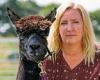Alpaca's carer calls on Boris Johnson to intervene as animal to be put down ...