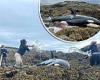 Orca stranded on rocks of the Alaskan coast is saved by Good Samaritans