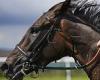 sport news Wonderful Tonight will be ridden by a French jockey ahead of a shot at the Prix ...