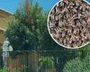 Arizona man killed and five others injured after being stung by a swarm of bees